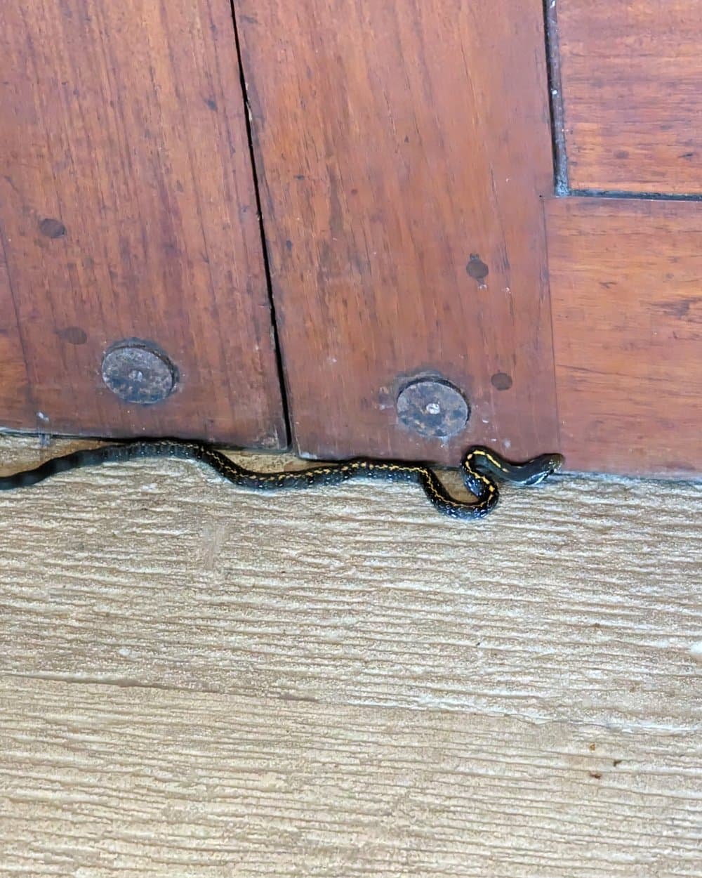 A house guest near a ground-floor villa entrance — a reminder this is a real rainforest, not a manicured version of one.