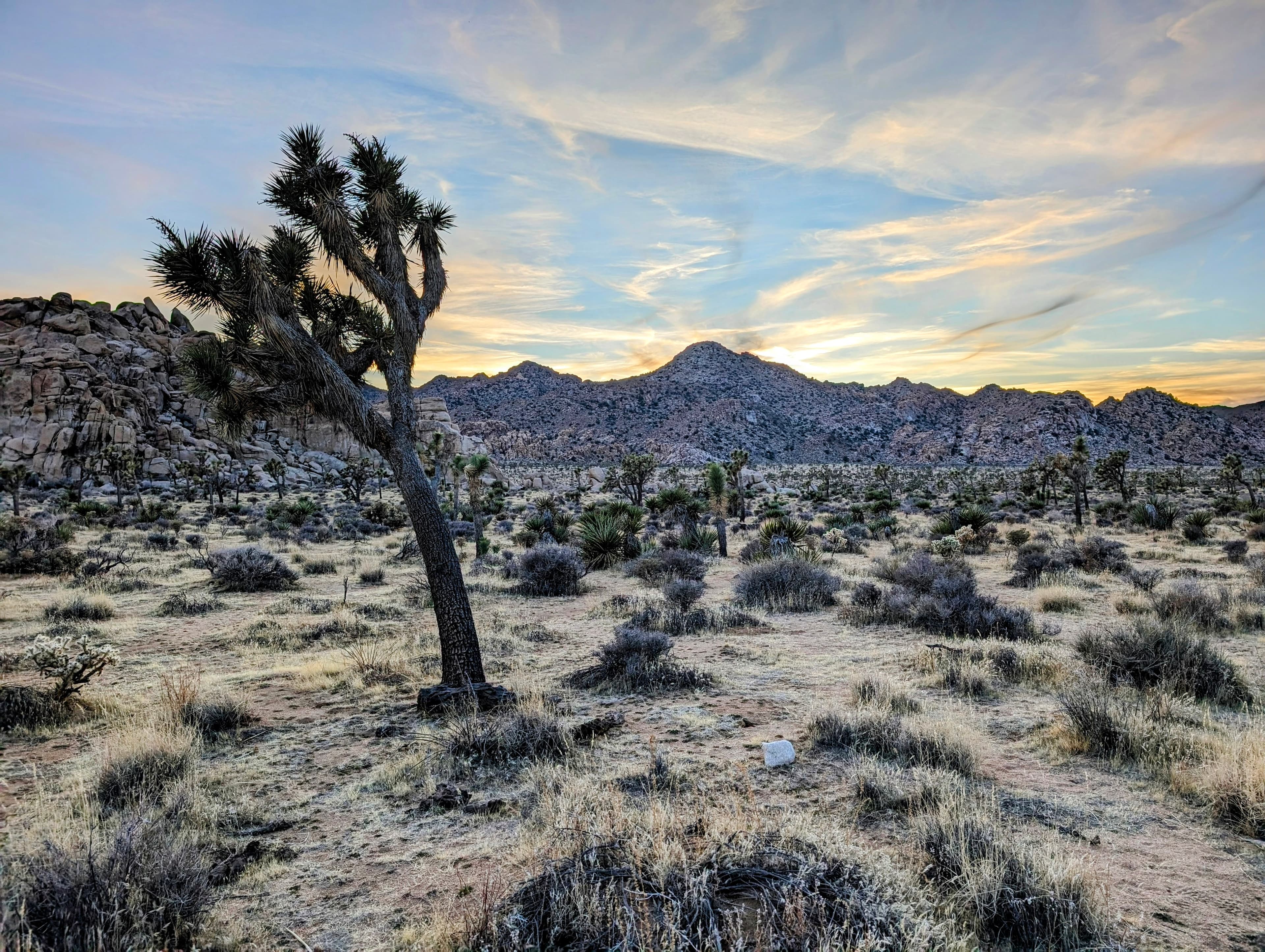 Joshua Tree National Park