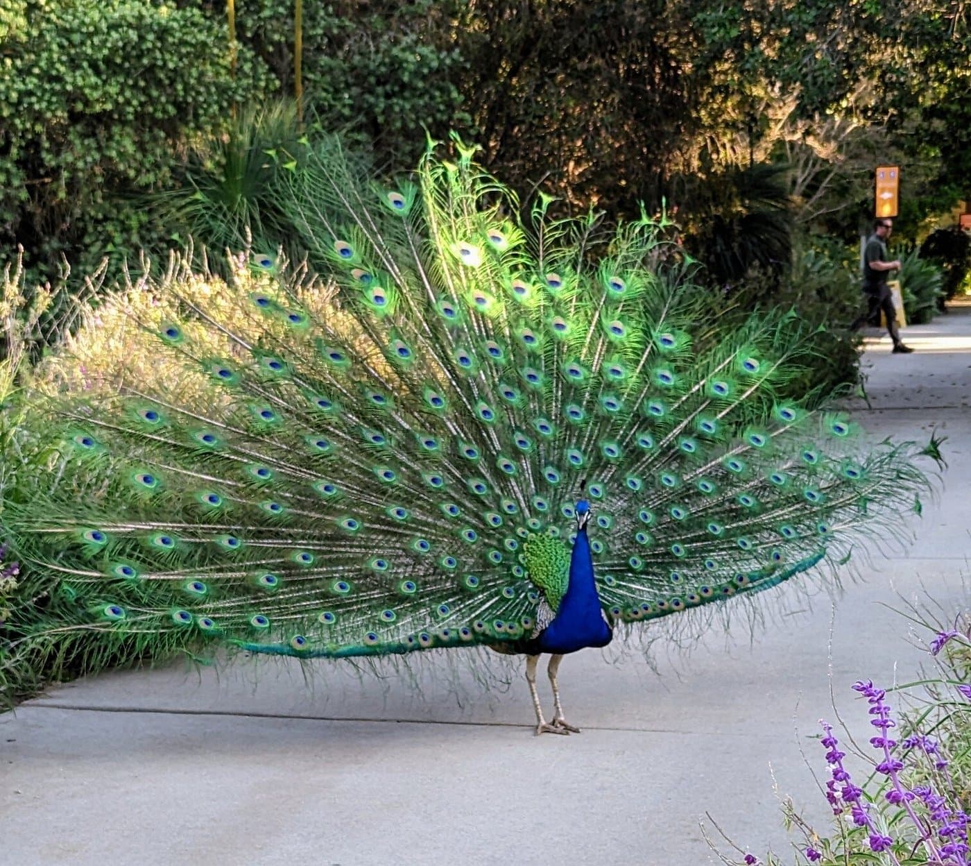 Los Angeles County Arboretum & Botanic Garden